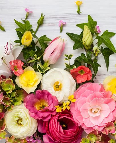 Le Paradis des fleurs à Cannes